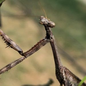 Meet your Posher, Chad